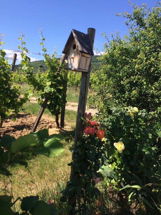 Gite Le Mandle Riquewihr Exterior foto