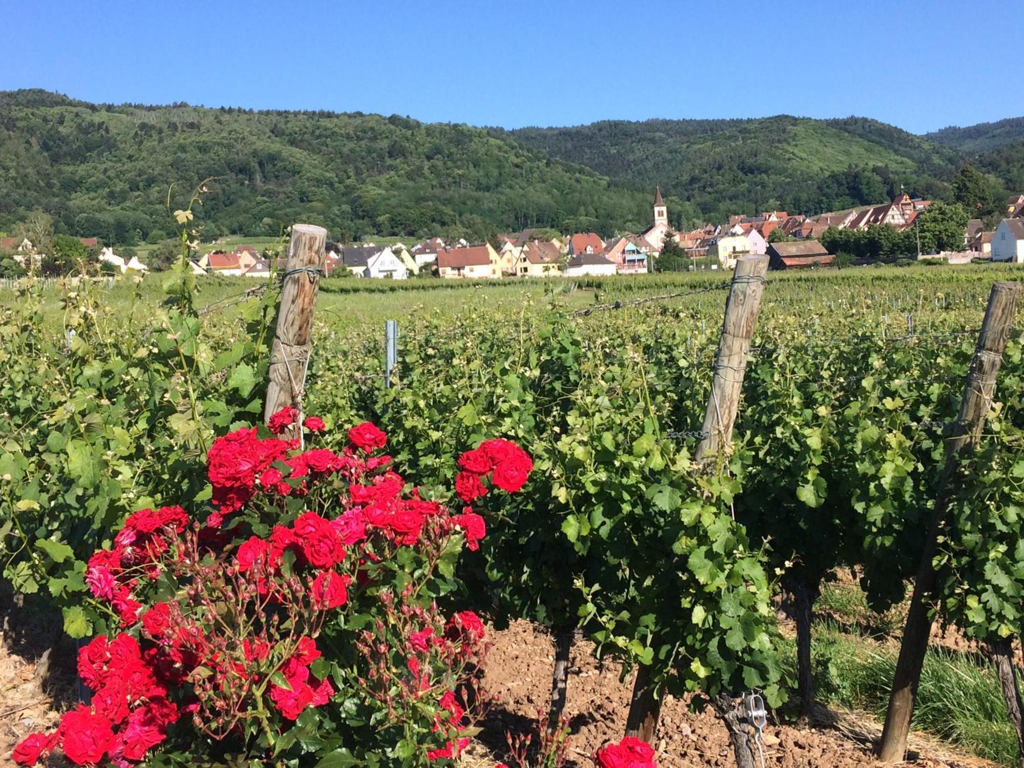 Gite Le Mandle Riquewihr Exterior foto