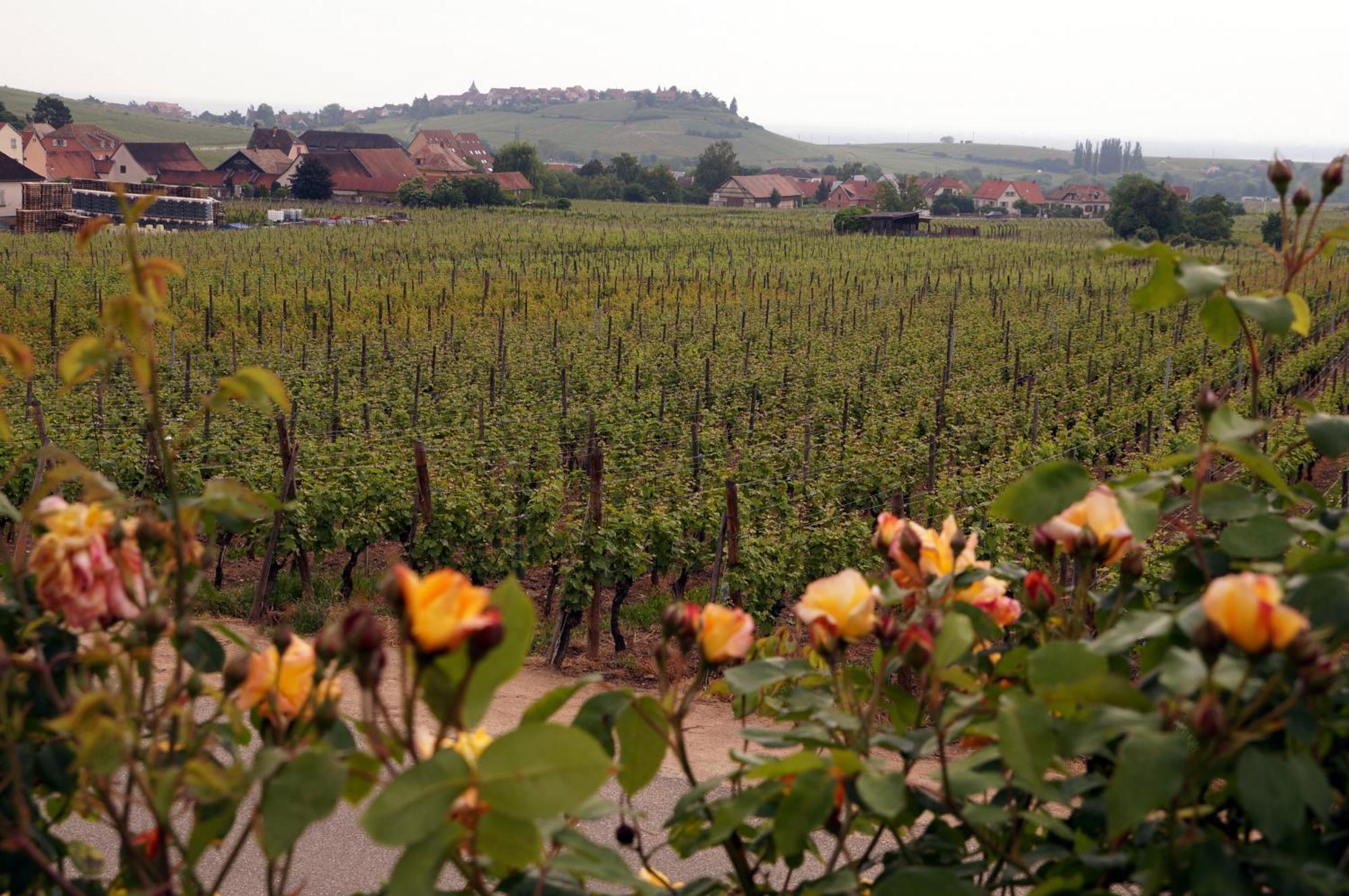 Gite Le Mandle Riquewihr Exterior foto
